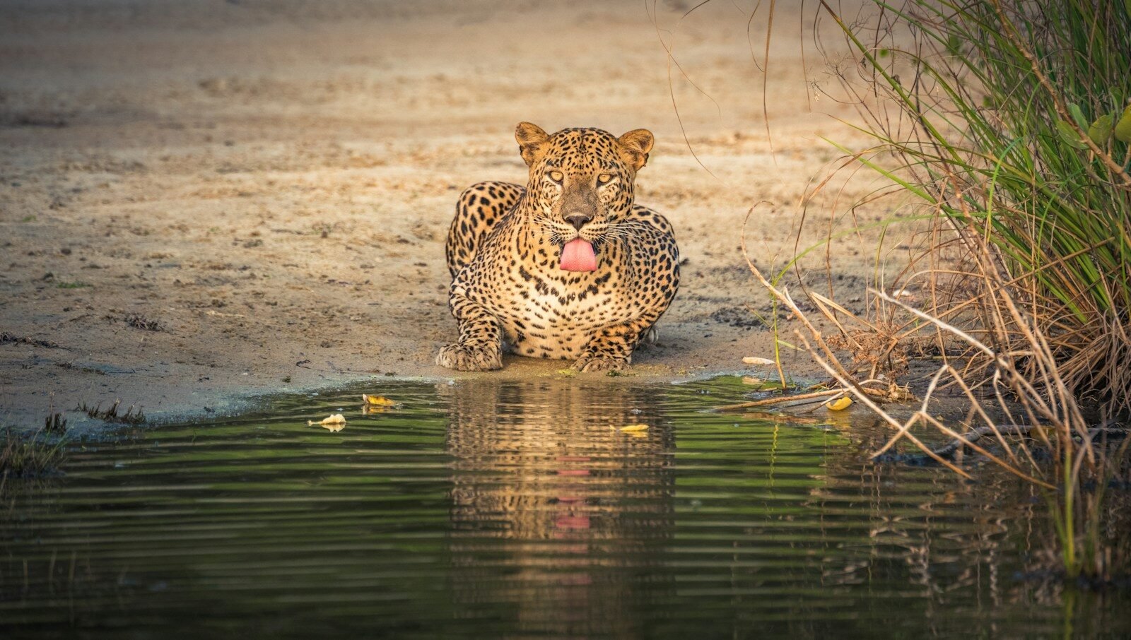 Local Guide on Safari